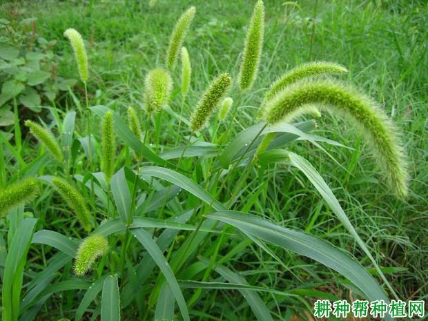什么是狗尾草