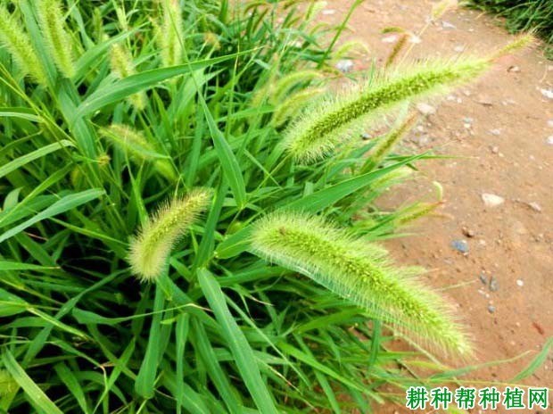 什么是狗尾草
