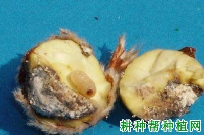 什么是象甲