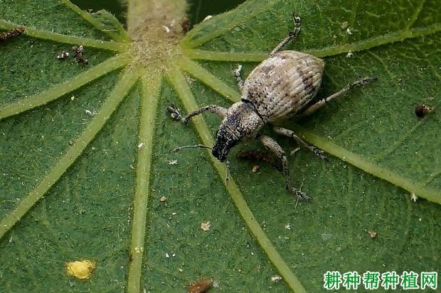 什么是象甲