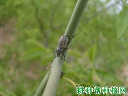 什么是象甲