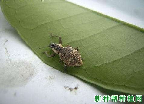 什么是象甲