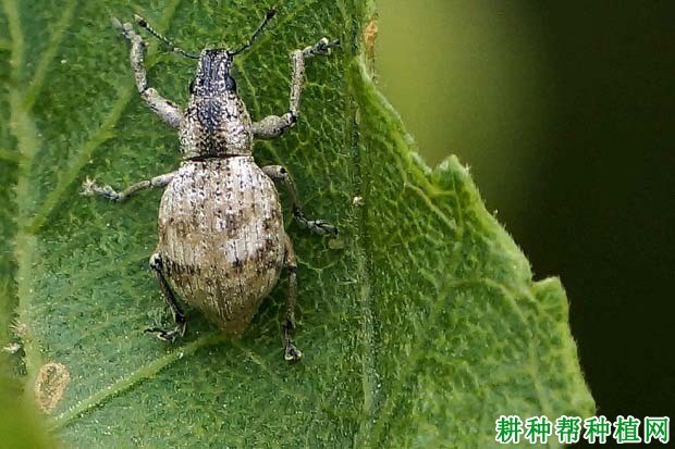什么是象甲