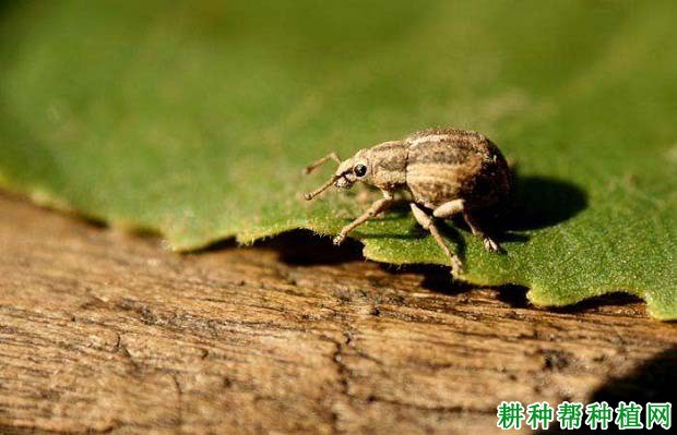 什么是象甲