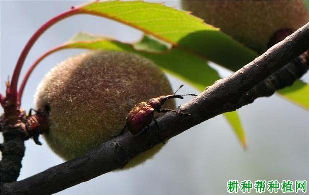 什么是象甲