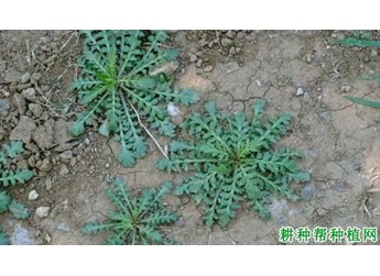 什么是独行菜