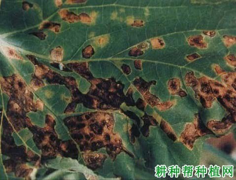 黑斑病症状