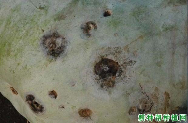 黑斑病症状