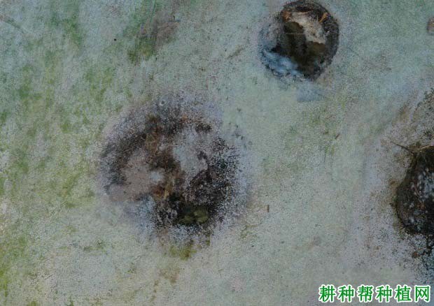 黑斑病症状