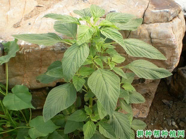 什么是反枝苋
