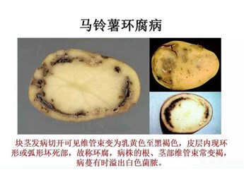 环腐病症状