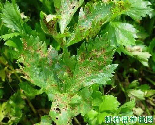 斑枯病症状