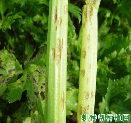 斑枯病症状