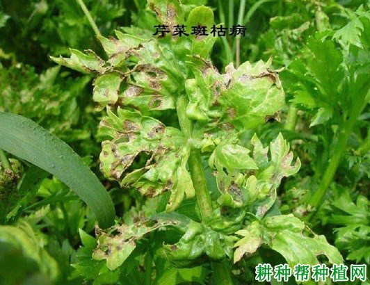 斑枯病症状
