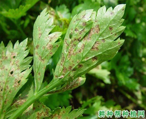 斑枯病症状