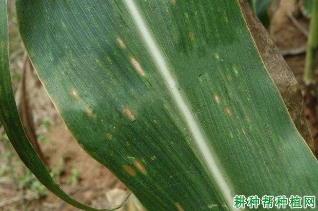 斑枯病症状