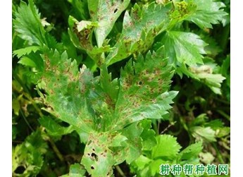 斑枯病症状