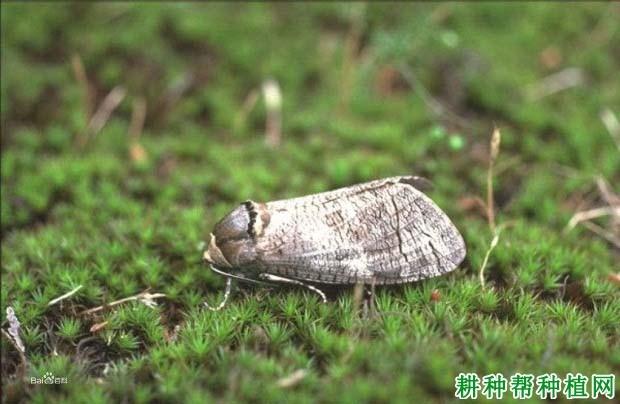 什么是蠹蛾