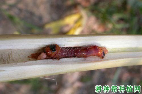 什么是蠹蛾