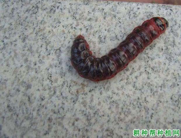 什么是蠹蛾