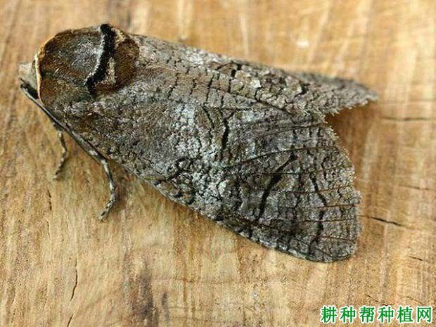 什么是蠹蛾