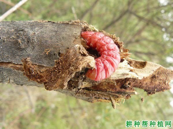 什么是蠹蛾