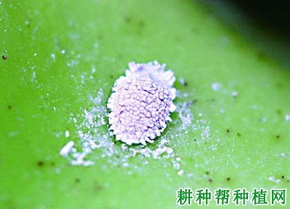 如何防治果树蚧壳虫发生