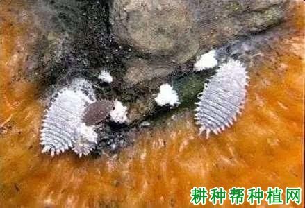 如何防治果树蚧壳虫发生