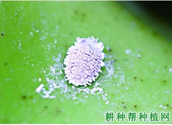 如何防治果树蚧壳虫发生