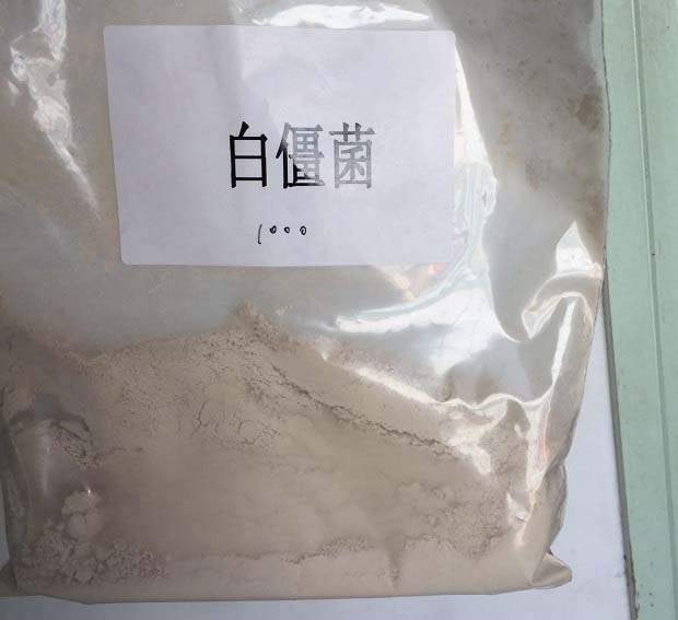 白僵菌防治玉米螟方法