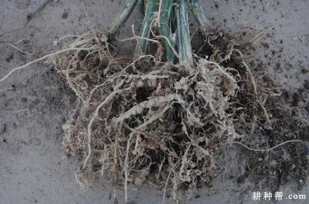 用寡糖·噻唑膦防治根结线虫方法