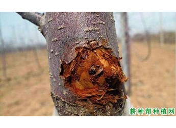 夏季高温天气苹果腐烂病防治措施