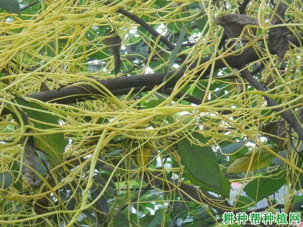 什么是莬丝子