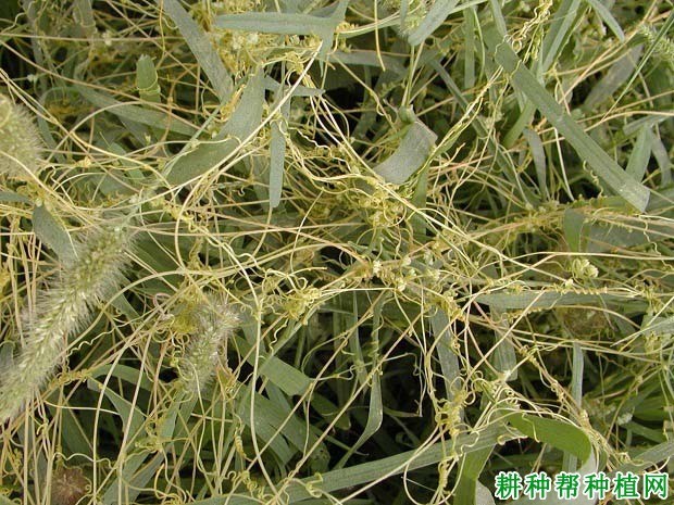 什么是莬丝子
