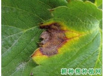 轮斑病症状