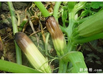 绵腐病症状