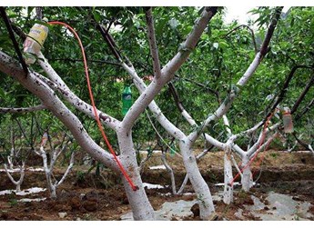 冬季害虫依然多发，科学合理因虫用药